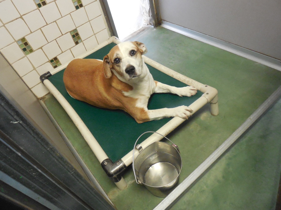 Sheldegren Pet Resort & Salon Dog Boarding