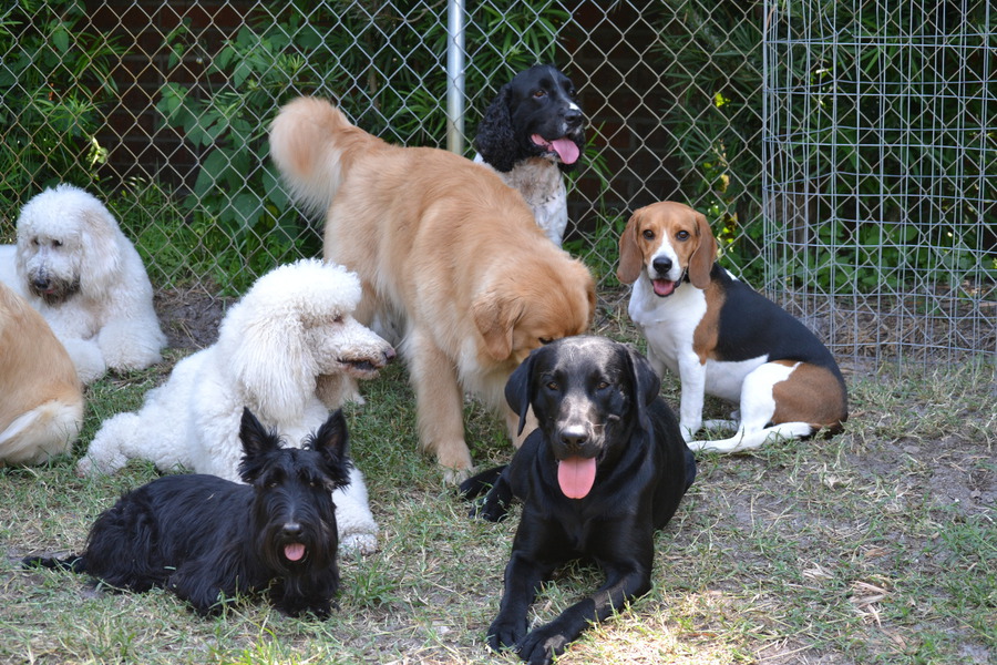 Sheldegren Pet Resort & Salon