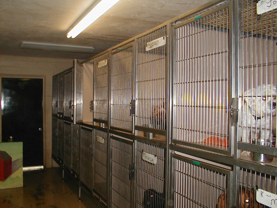 small dog boarding kennels